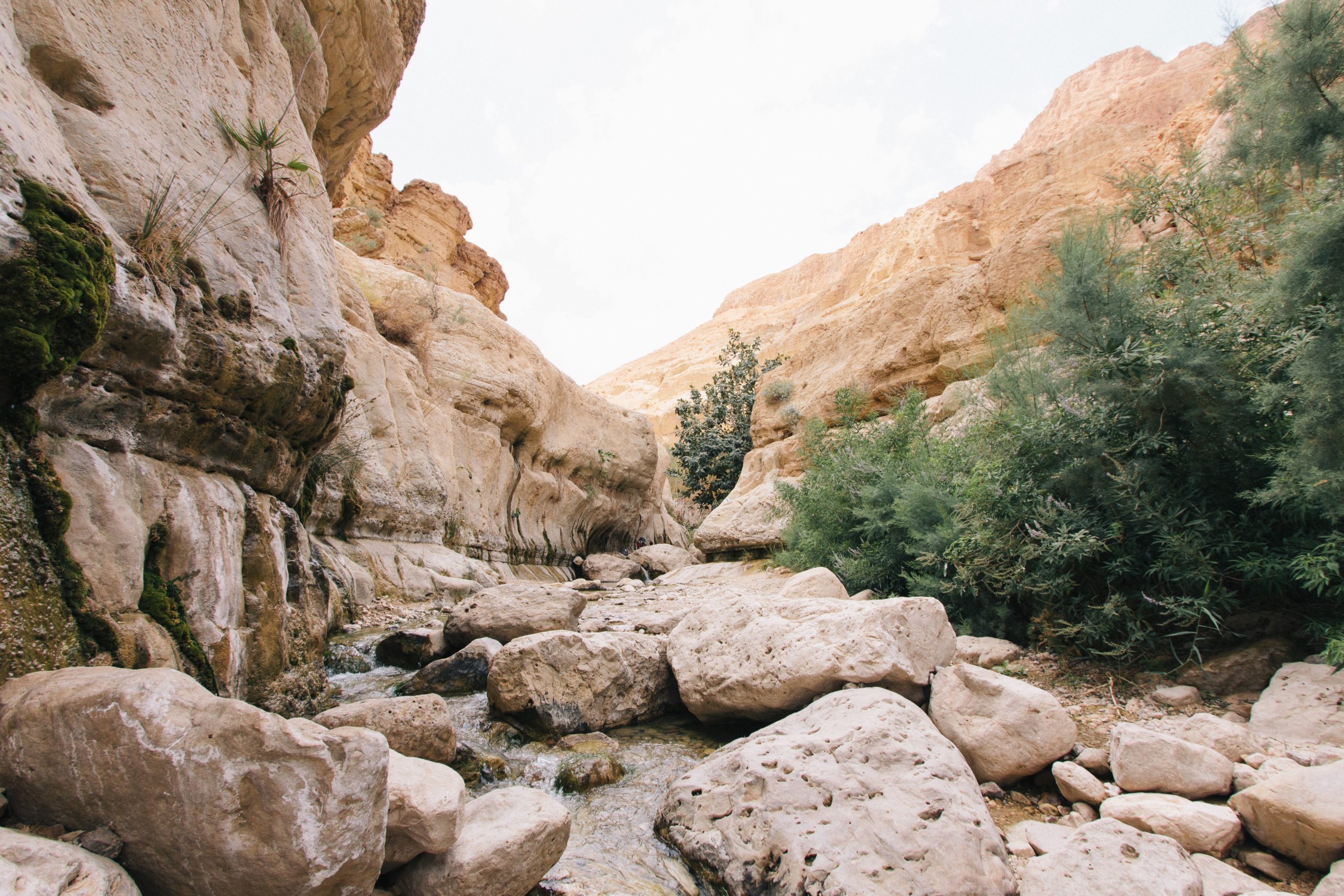 Ein Gedi